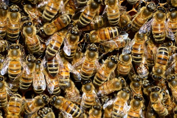 15 ČINJENICA O PČELAMA, jedinom insektu koji proizvodi hranu za ljude