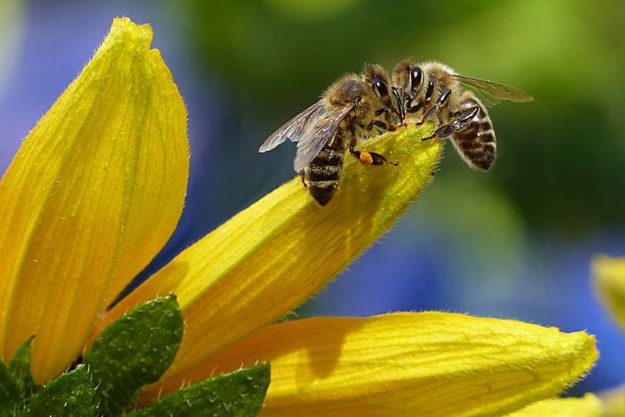 15 ČINJENICA O PČELAMA, jedinom insektu koji proizvodi hranu za ljude