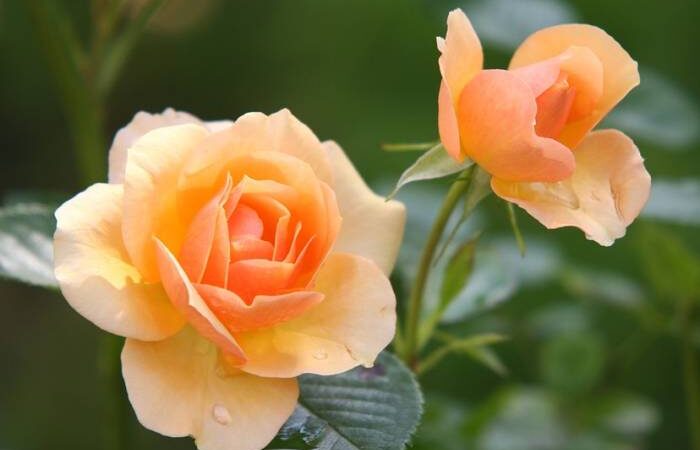 LJEKOVITOST RUŽE: Jeste li znali da ovaj lijepi cvijet liječi akne, perut, reumu, giht…
