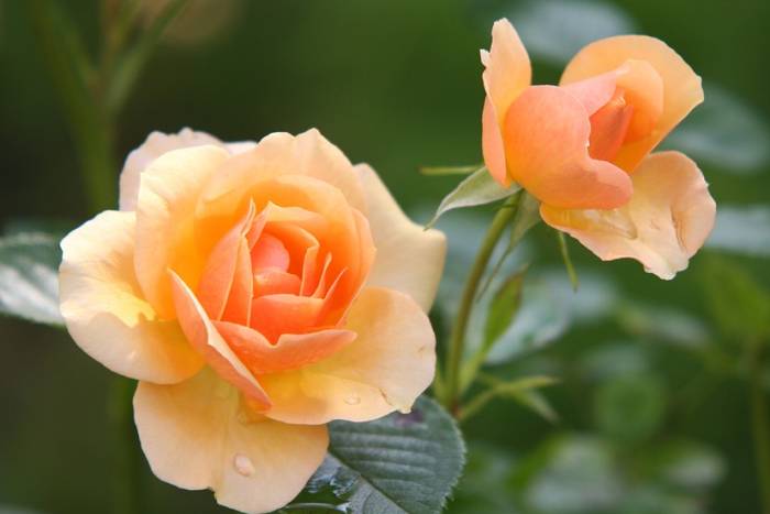 LJEKOVITOST RUŽE: Jeste li znali da ovaj lijepi cvijet liječi akne, perut, reumu, giht...