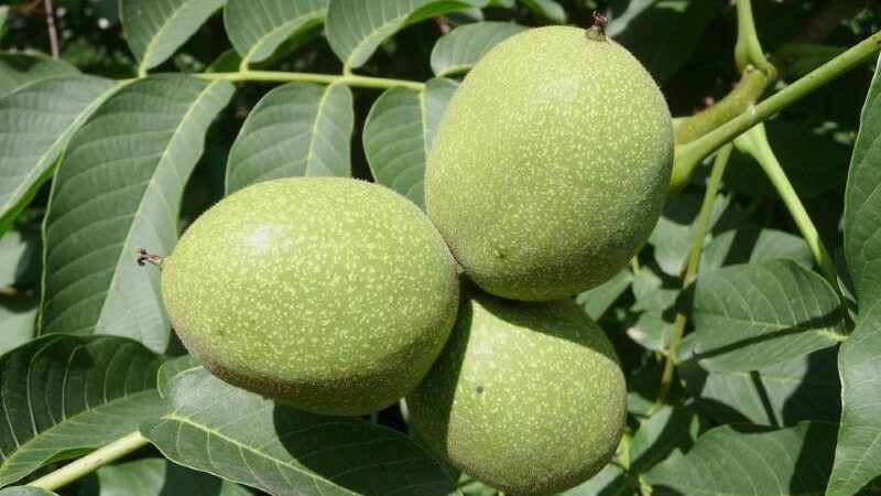 ZELENI ORAH: Ljekovita svojstva lista i nezrelog ploda oraha