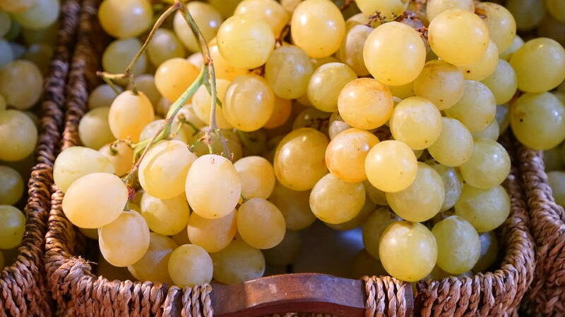 Grožđe je ukusno voće, ali i pravi lijek – eliksir zdravlja i mladosti