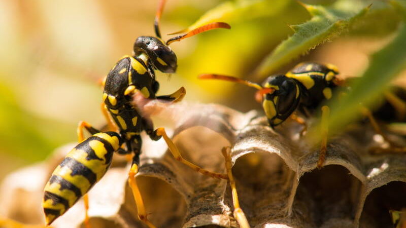 Ako vas ubode osa, pčela, stršljen… SPAS JE SODA BIKARBONA!