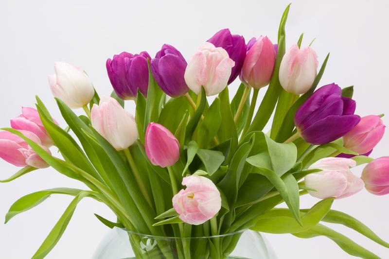 VOLITE TULIPANE? 10 savjeta uz koje će vam ovi prekrasni cvjetovi dugo ostati svježi