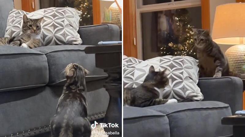 VIDEO: Mačak prvi put ugledao drugu mačku, njegova reakcija je hit