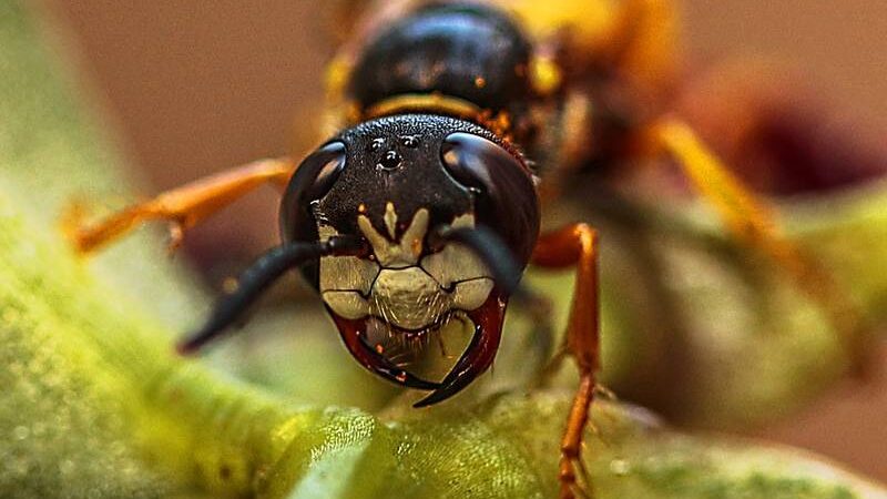 ZAPAMTITE SAVJET DUGOGODIŠNJEG PČELARA: Kada vas ubode osa, pčela ili stršljen…
