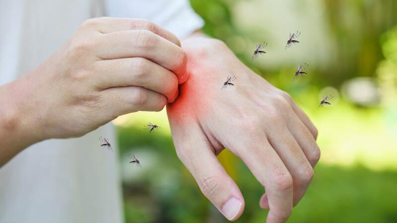 AMERIČKI STRUČNJAK OTKRIVA: Zašto komarci neke ljude napadaju, a neke zaobilaze