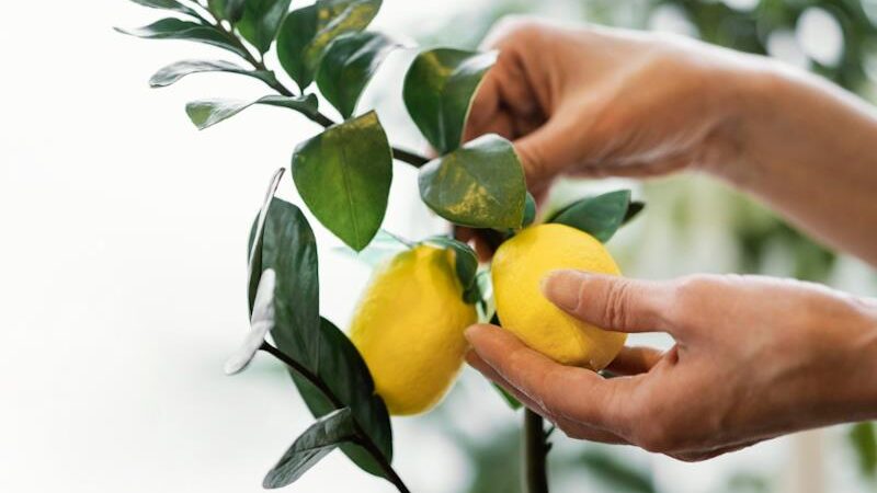 UZGOJ LIMUNA U POSUDI: Uz ove savjete uživat ćete u svježim limunima iz vlastitog uzgoja