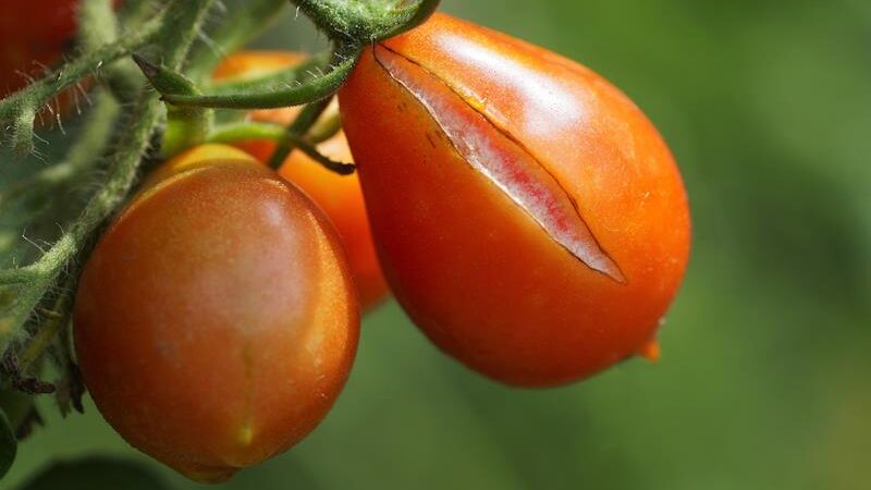 Zašto pucaju plodovi rajčice i kako to spriječiti?