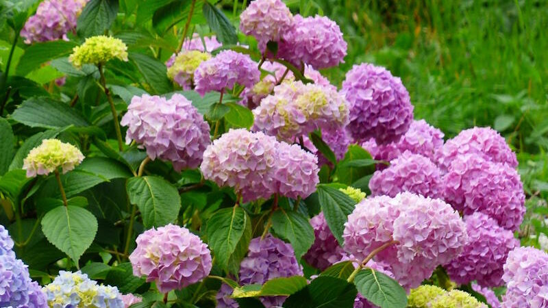Hortenzije su prekrasni cvjetni grmovi, no ponekad ne cvatu raskošno, ovo je najčešći razlog